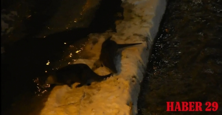 Harşit Çayı’nda karların üzerinde oyun oynarken yakalandılar